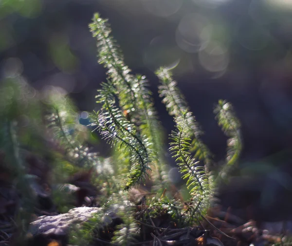 Lycopodium moss — Stockfoto