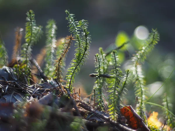 Lycopodium moss — Stockfoto