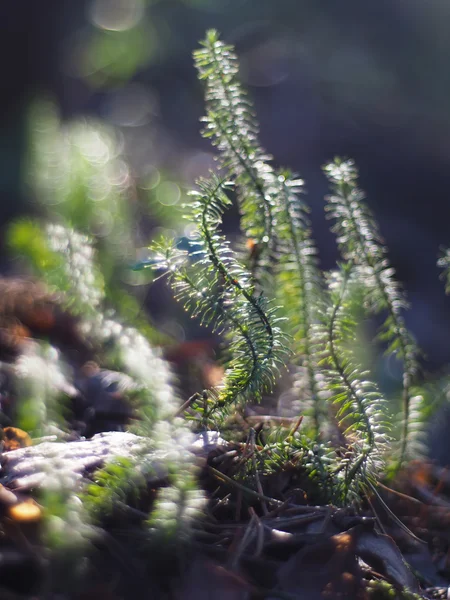 Lycopodium βρύα — Φωτογραφία Αρχείου