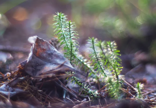 Ликоподиевый мох — стоковое фото