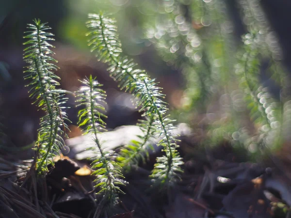 Lycopodium moss — Stockfoto