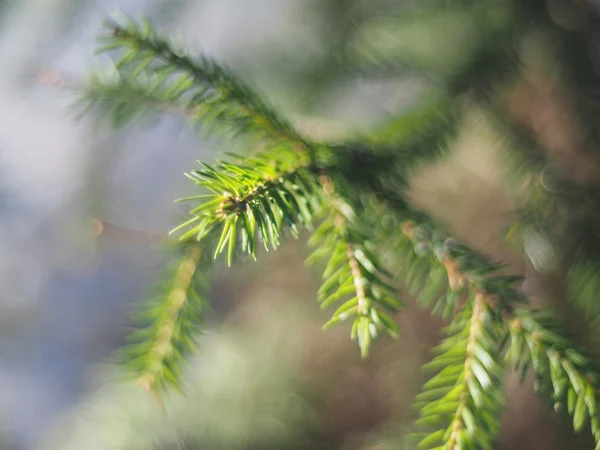 Päls-träd gren i skogen — Stockfoto