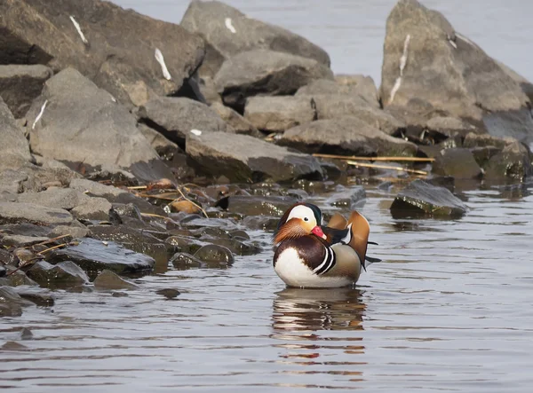 Pato mandarim com pássaros no lago — Fotografia de Stock