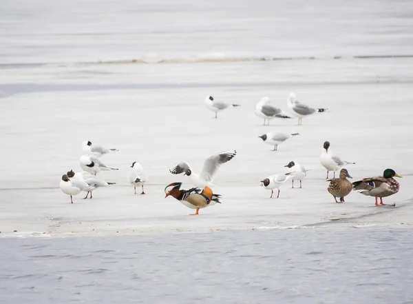 Pato mandarín con aves en el lago — Foto de Stock