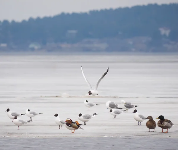 Canard mandarin avec des oiseaux sur le lac — Photo