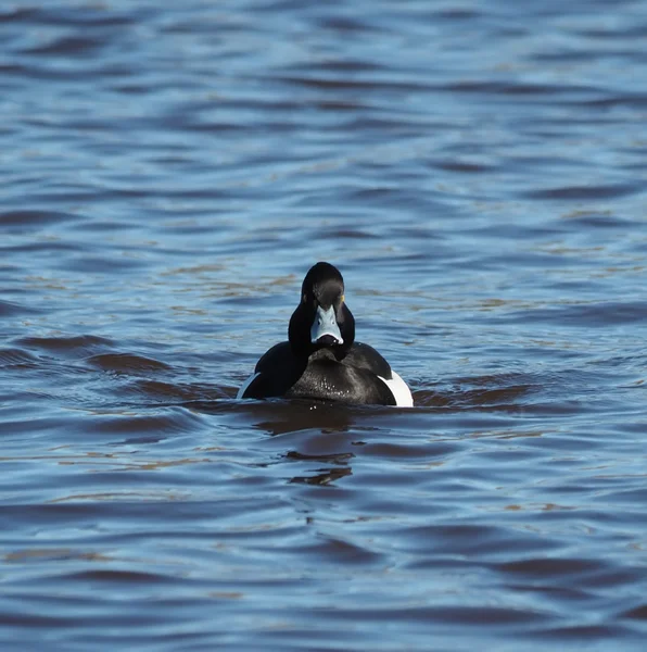 Tufted duck, Aythya fuligula — Stock Photo, Image