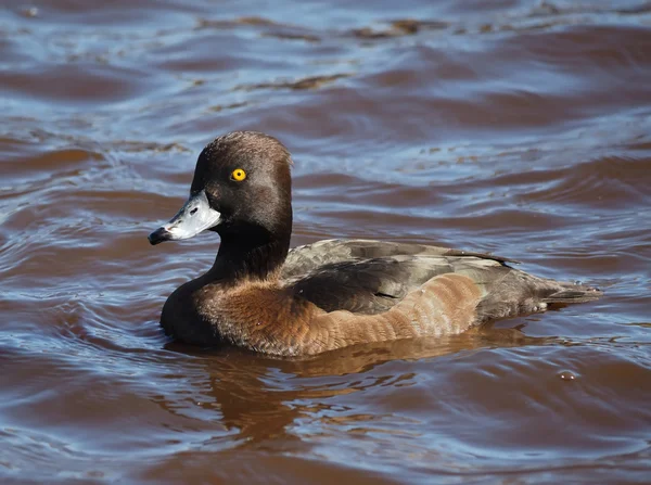 Tuftad anka, Aythya fuligula — Stockfoto