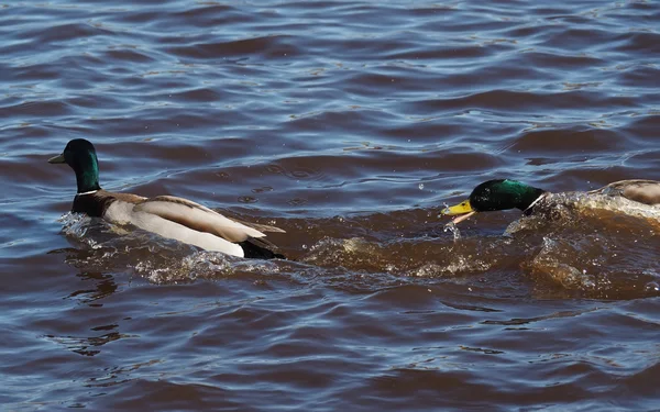 Ankor på sjön — Stockfoto