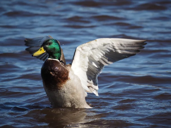 Eend op het meer — Stockfoto