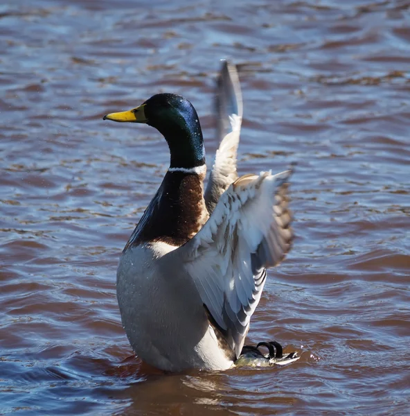 Duck on the lake — Stock Photo, Image