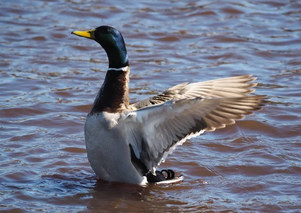 Duck on the lake — Stock Photo, Image