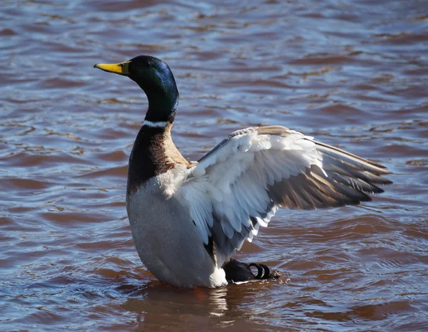 Ankor på sjön — Stockfoto