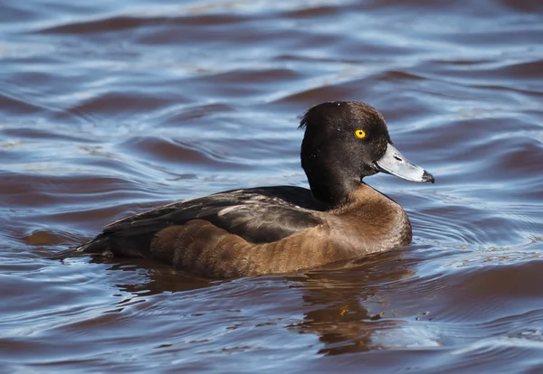 Büschelente, Aythya fuligula — Stockfoto