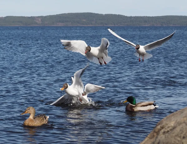 Gulls and duck in fight for food — Stock Photo, Image