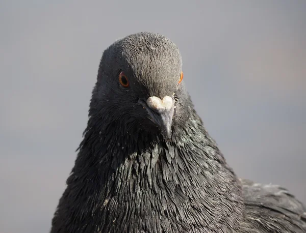 Porträtt av duva — Stockfoto