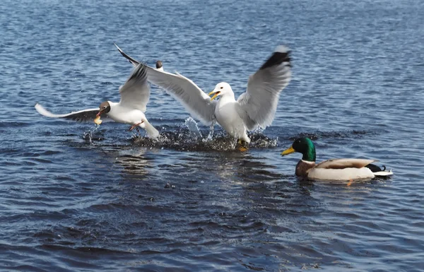 Gulls and duck in fight for food