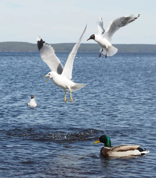 Gulls and duck in fight for food — Stock Photo, Image