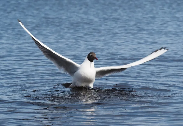 Gull on the lake — Stock Photo, Image