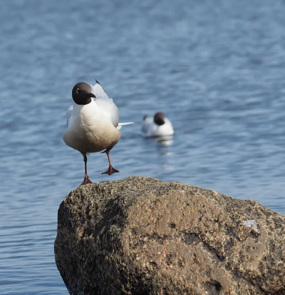 Gaivota no lago — Fotografia de Stock