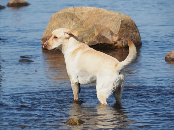 Hond loopt op water — Stockfoto