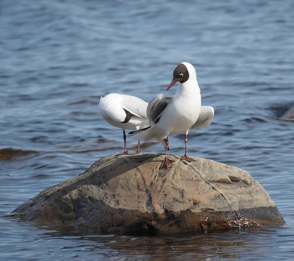 Meeuwen op het meer — Stockfoto