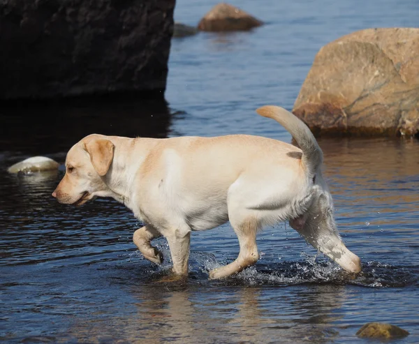 Kutya fut a víz — Stock Fotó