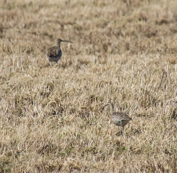 Curlew — Stock Photo, Image