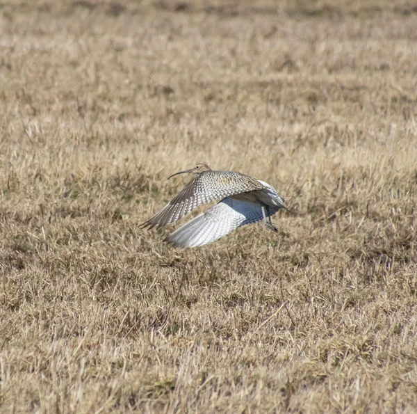 Curlew — Stockfoto