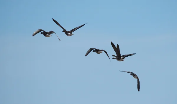 Gaggle — Stock Photo, Image