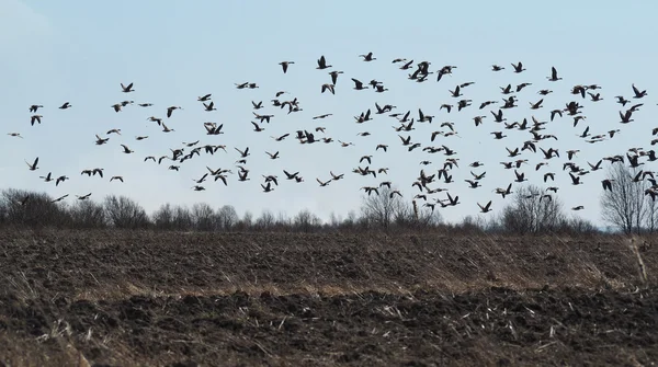 Gaggle. — Fotografia de Stock