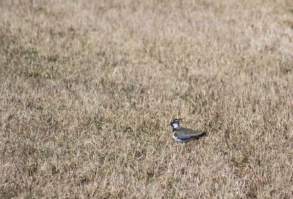 Lapwing. —  Fotos de Stock