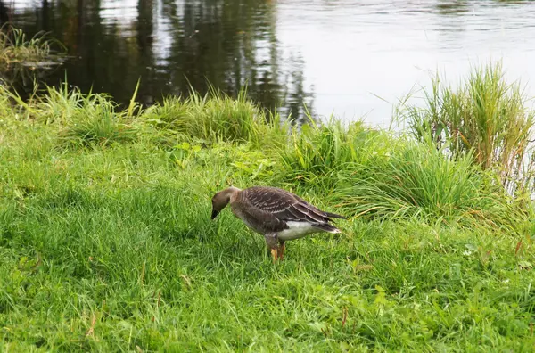 Greylag — Stock Photo, Image