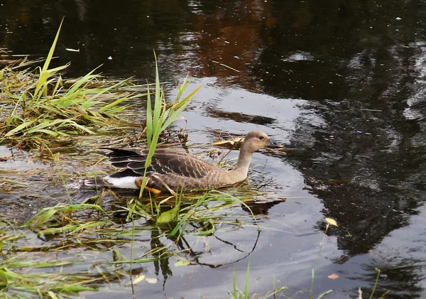 Greylag — Stock fotografie