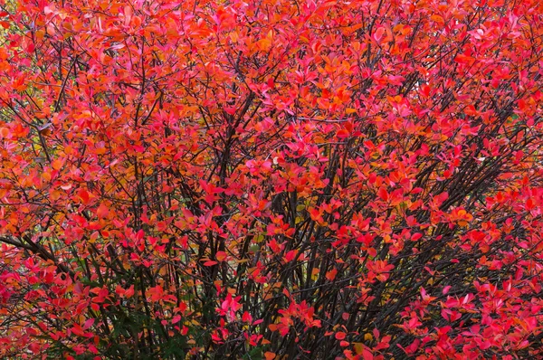 Folhas de outono Aronia — Fotografia de Stock