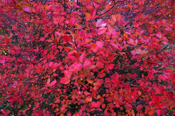 Folhas de outono Aronia — Fotografia de Stock