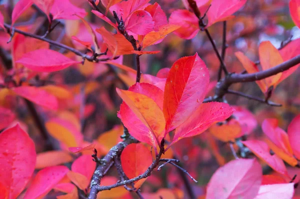 Aronia autumn odchodzi — Zdjęcie stockowe