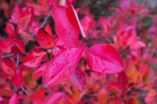 Folhas de outono Aronia — Fotografia de Stock