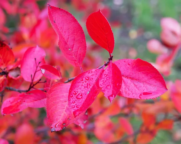 Aronia autumn odchodzi — Zdjęcie stockowe