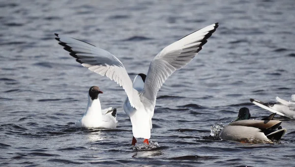 Gulls and duck in fight for food — Stock Photo, Image