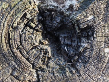 yaşlı Ağaç kesme