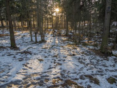Kışın çam ormanı