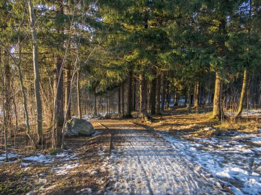 Kışın çam ormanı