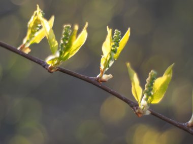 bahar yabani kiraz yaprakları
