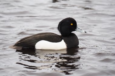 Ördek tüyü, Aythya fuligula