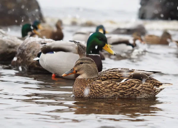 Canards sur le lac dans la neige — Photo