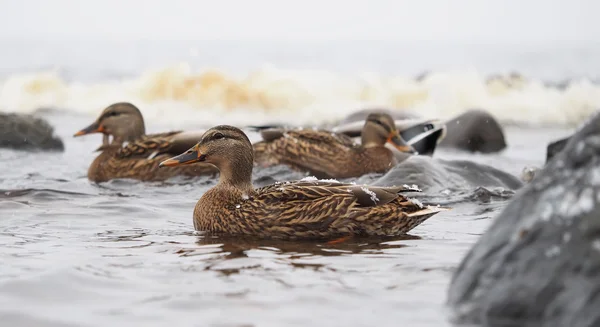 Ducks on the lake in the snow — Stock Photo, Image