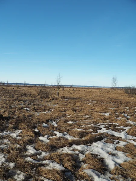 Veld in het vroege voorjaar — Stockfoto