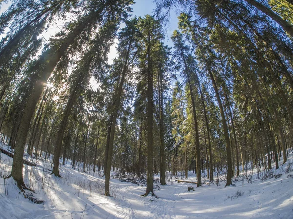 Floresta de abeto no inverno — Fotografia de Stock