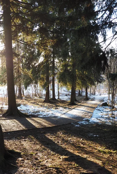 冬のトウヒ林 — ストック写真