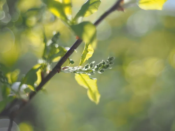 Foglie di ciliegia selvatica in primavera — Foto Stock